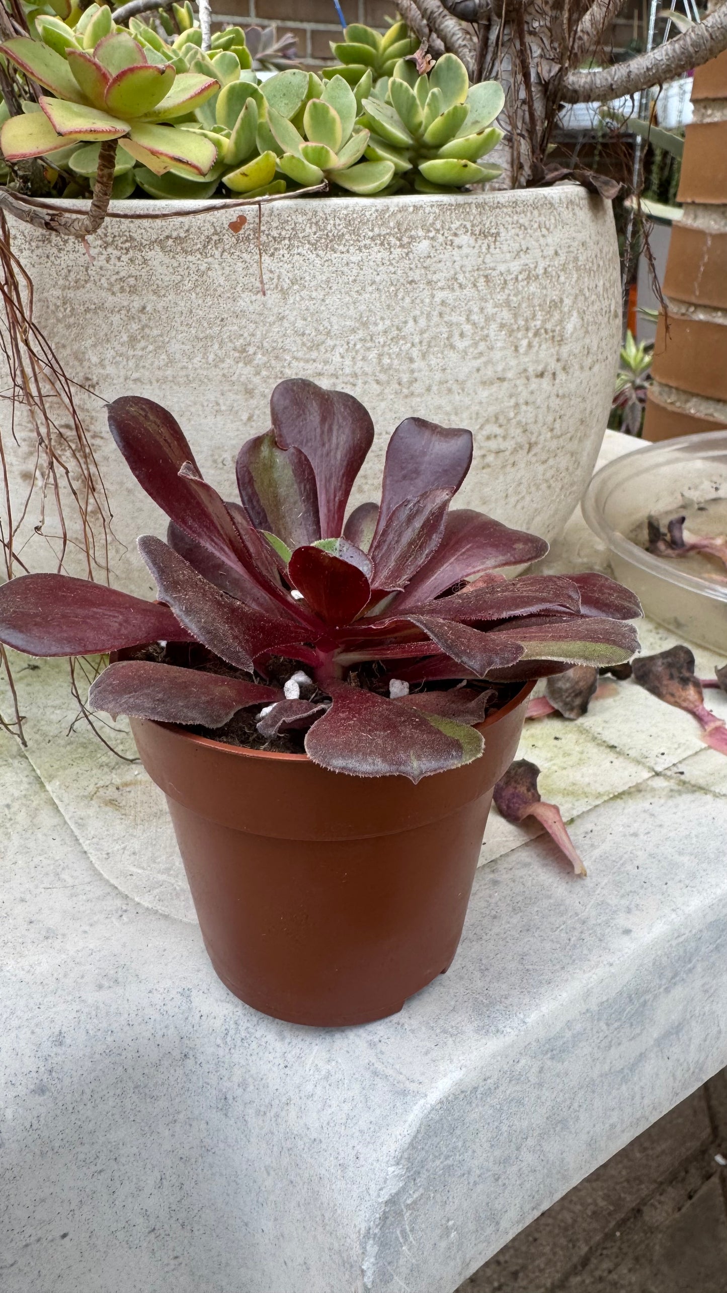 Aeonium Big Bang