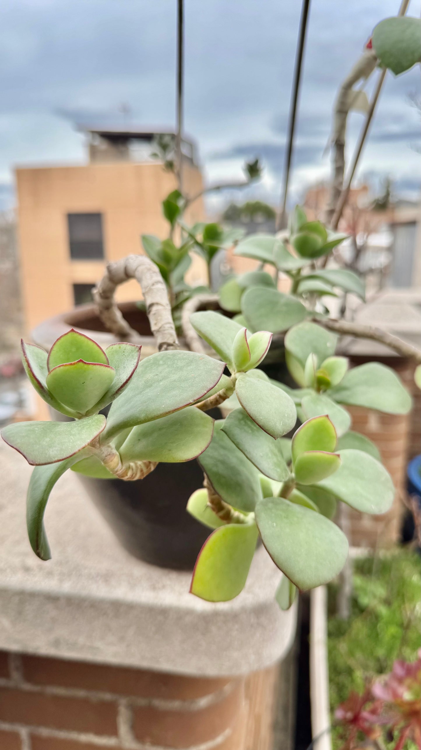 Cotyledon orbiculata – Esqueje enraizado para colección