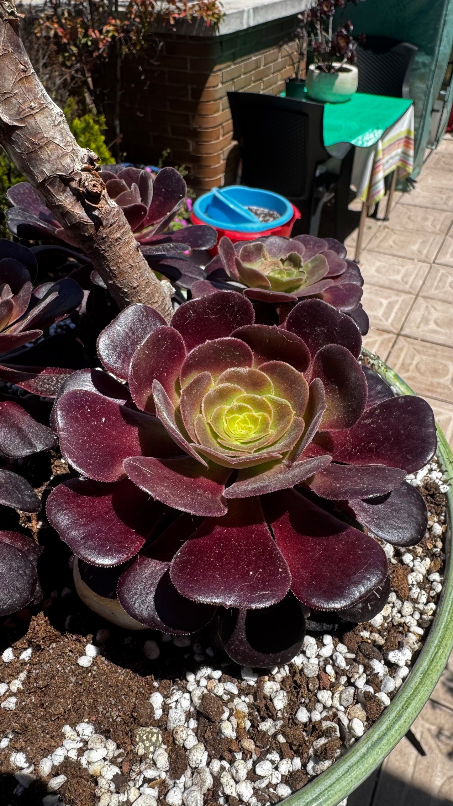 Aeonium Zwartkop