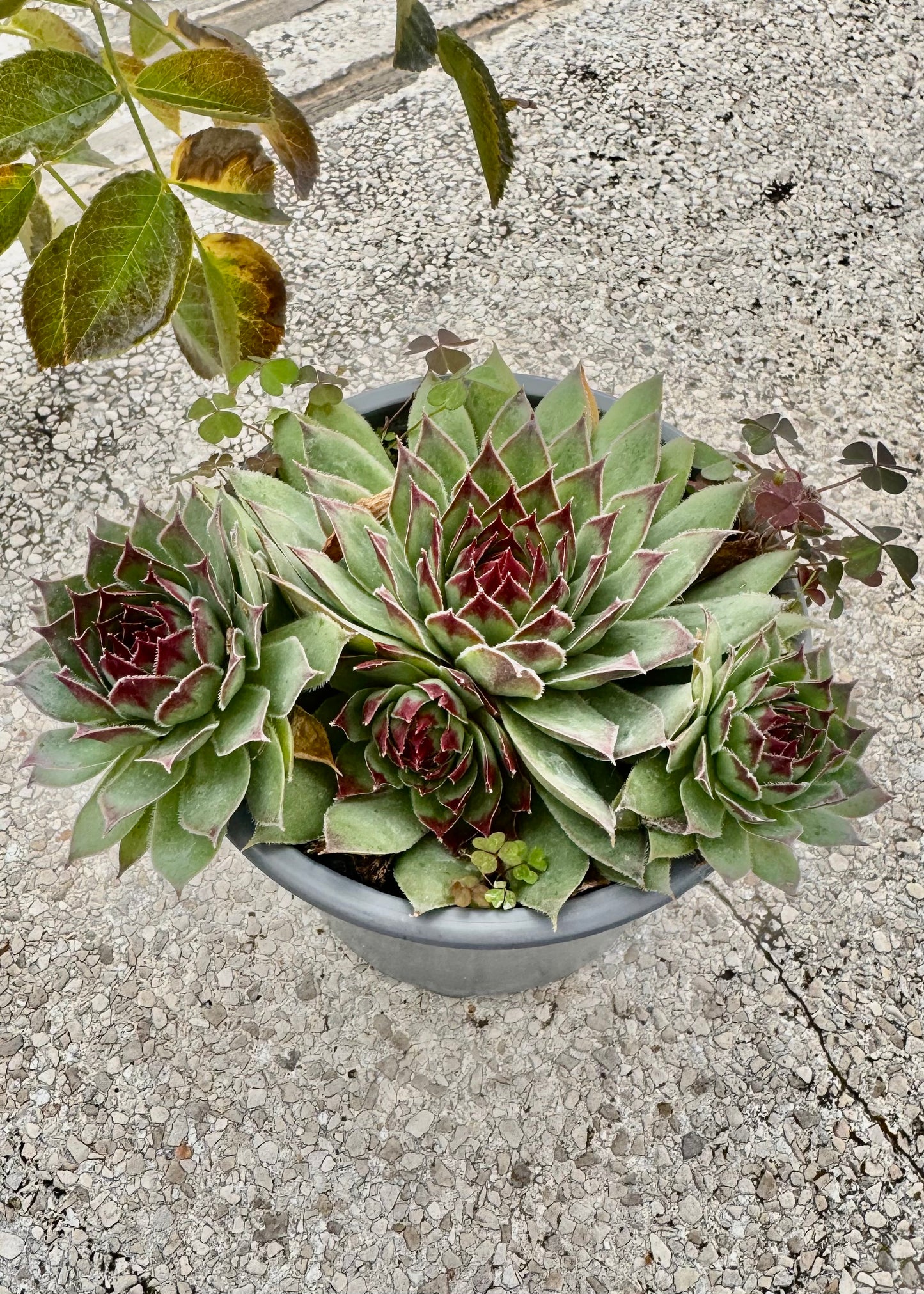 Echeverias Siempreviva 3.
