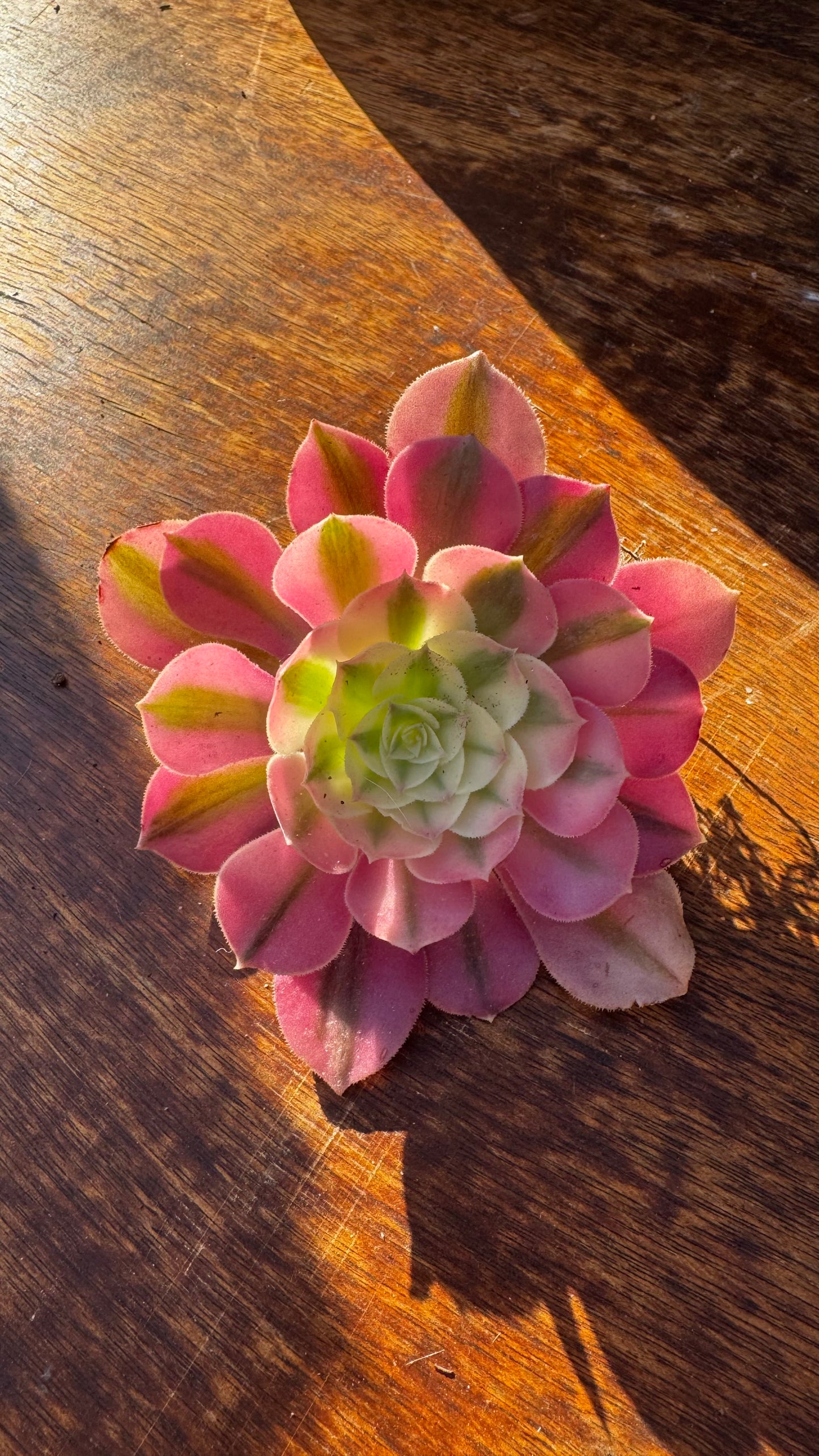 🌸 Aeonium ‘Pink Witch’