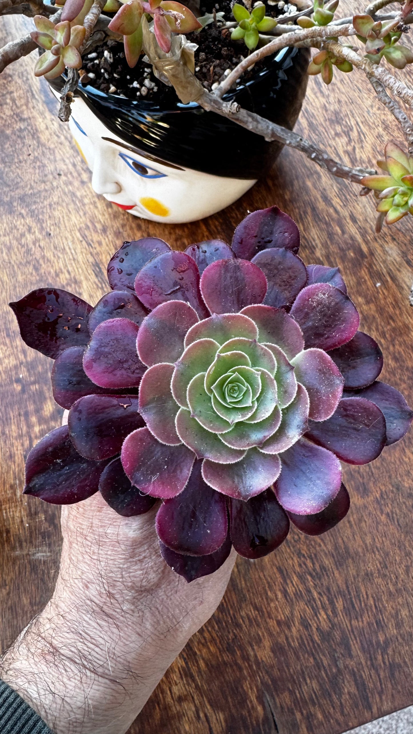 Aeonium Medusa