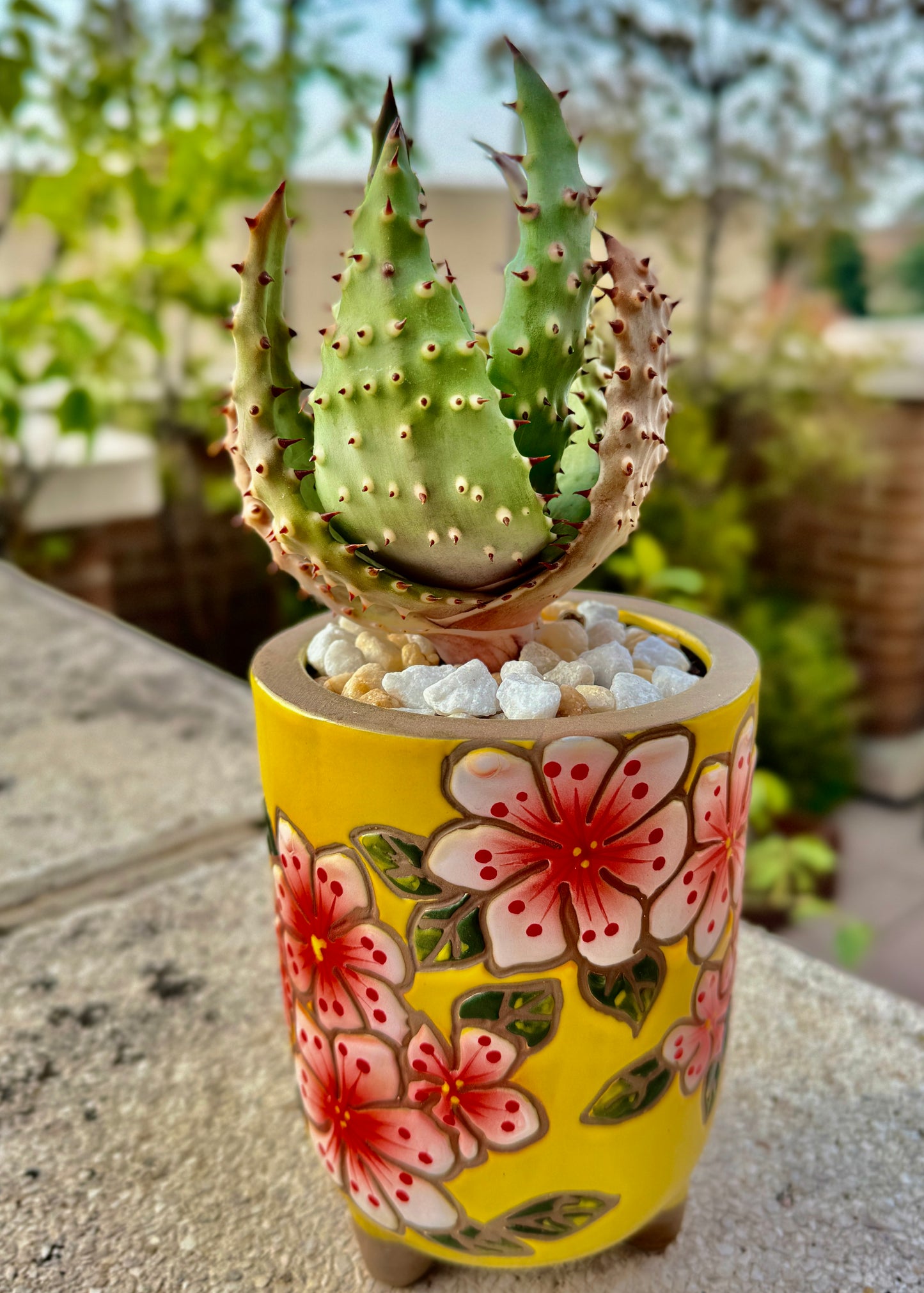 Aloe Aculeata