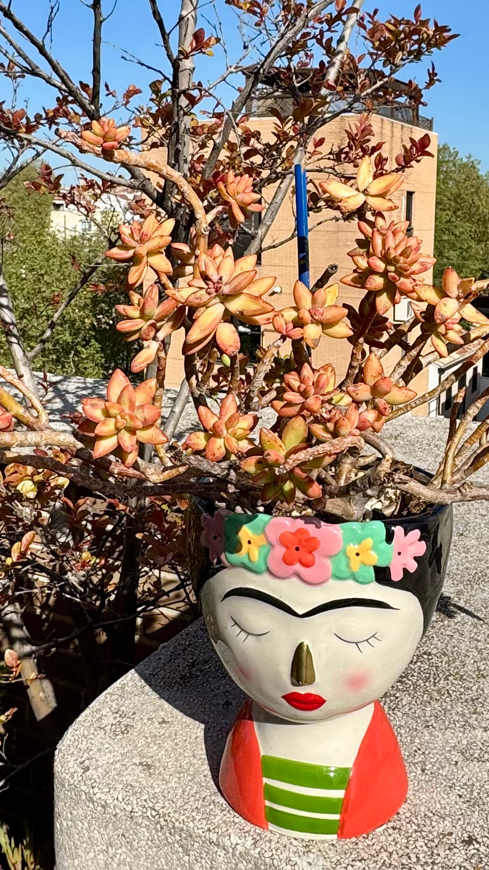 Sedum Cobrizo