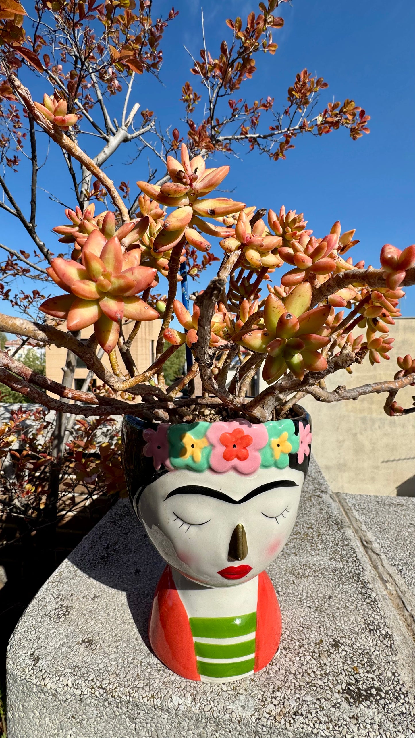 Sedum Cobrizo