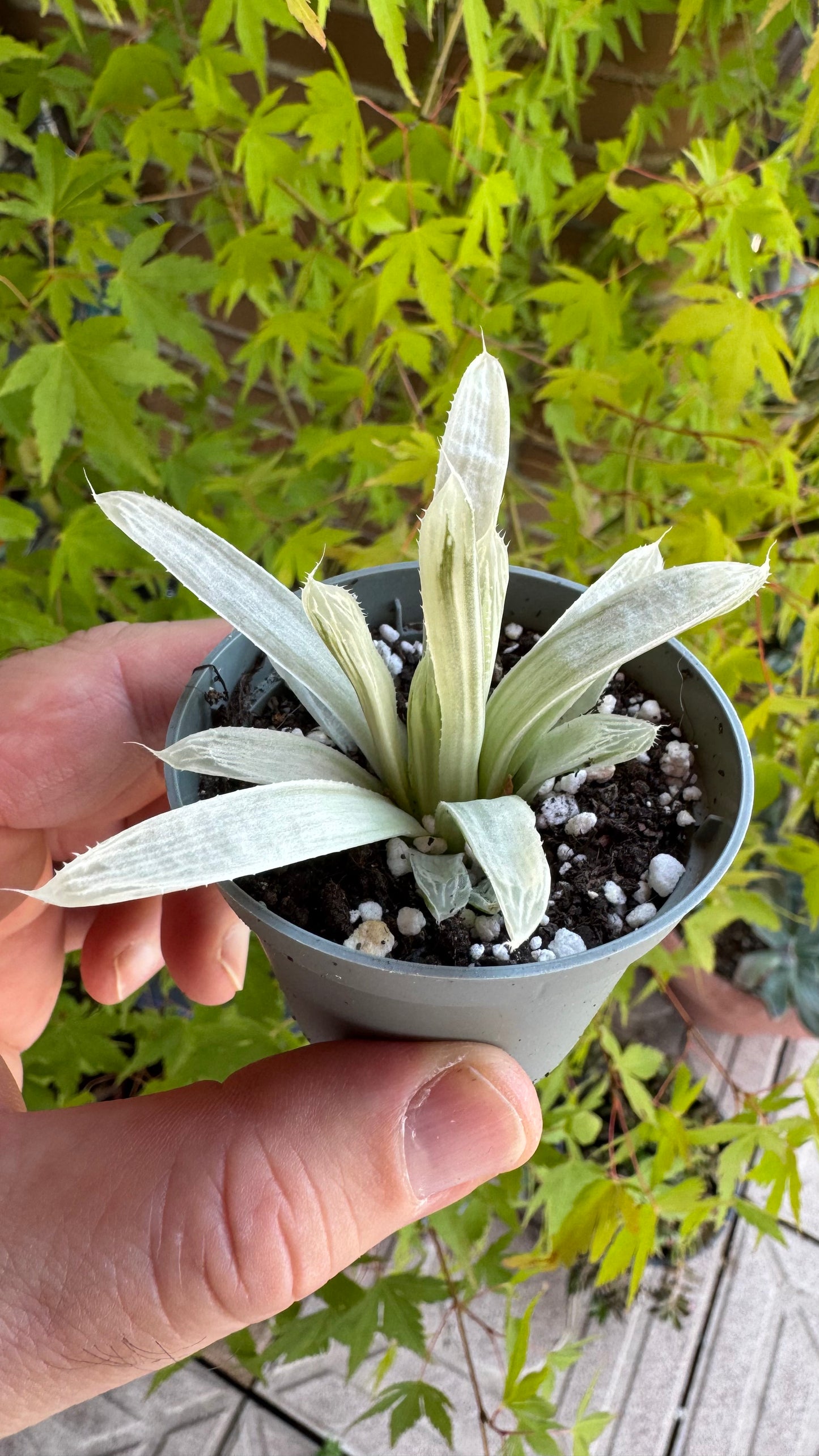 🌵 Haworthia cooperi filifera ‘Silver Swirl’