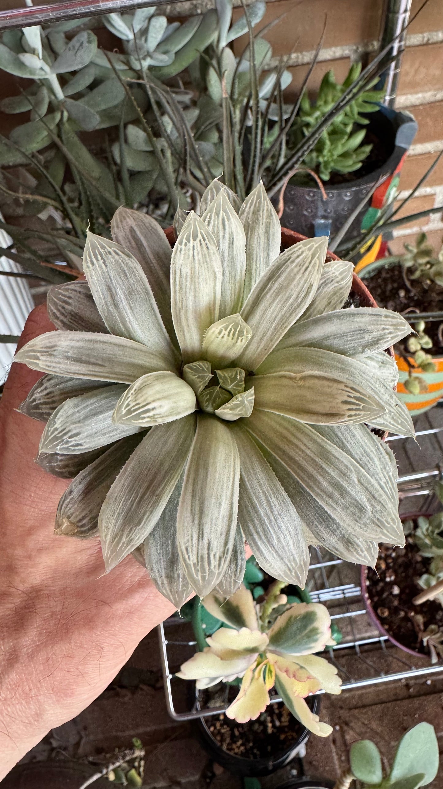 🌵 Haworthia cooperi filifera ‘Silver Swirl’