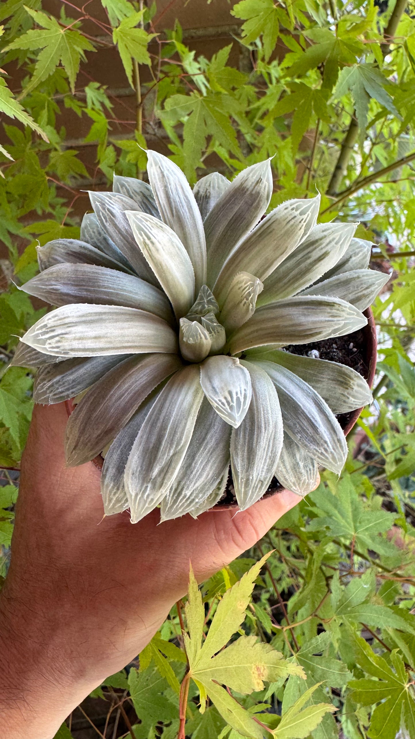 🌵 Haworthia cooperi filifera ‘Silver Swirl’