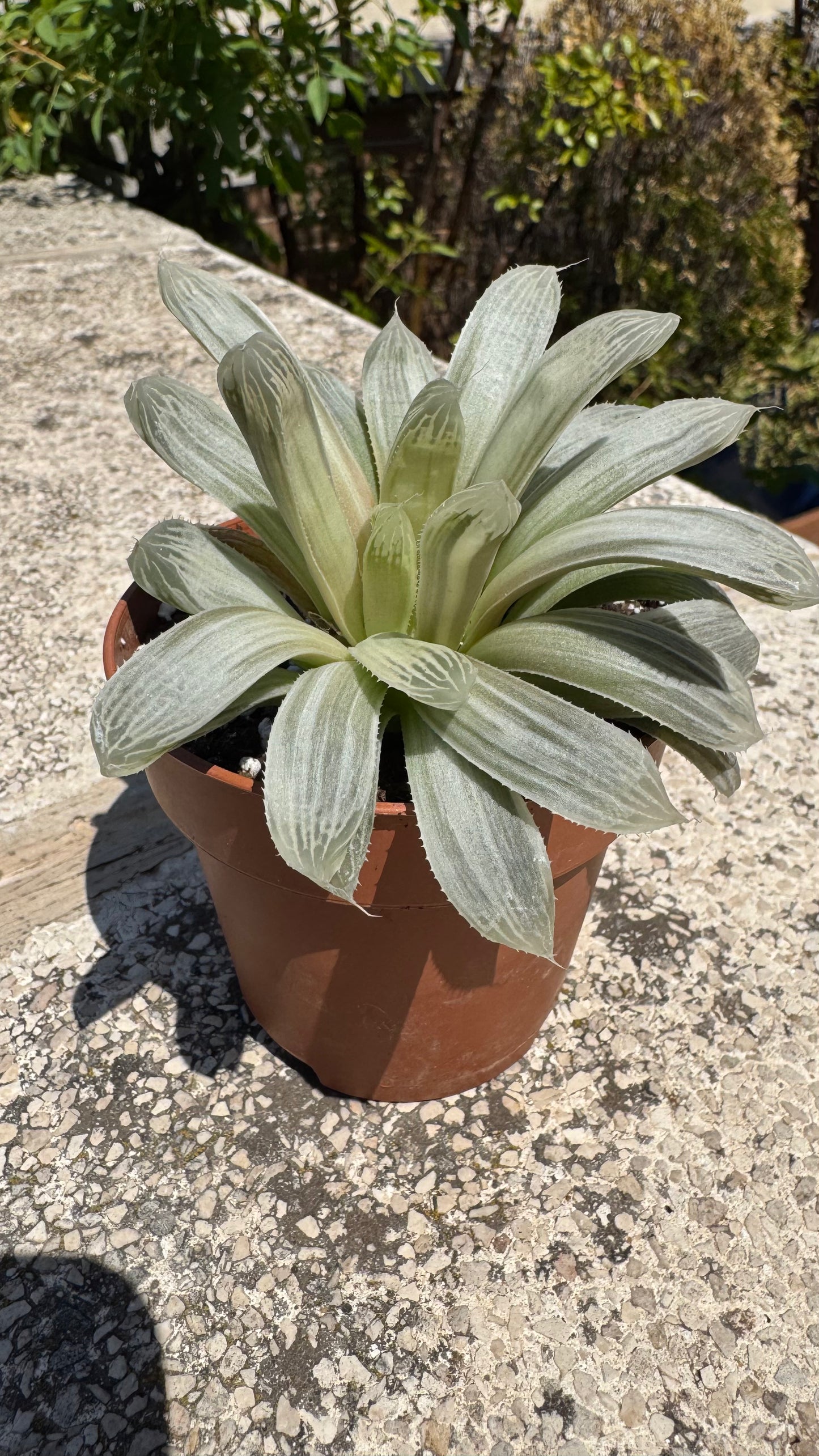 🌵 Haworthia cooperi filifera ‘Silver Swirl’