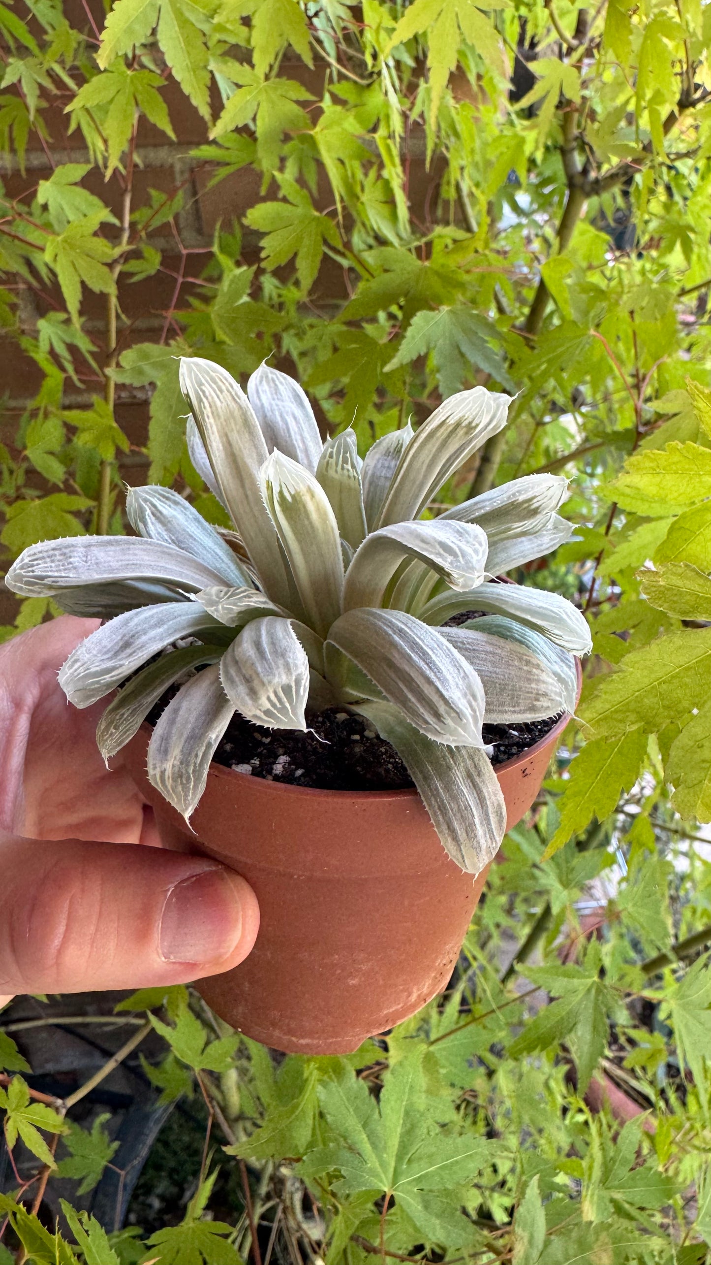 🌵 Haworthia cooperi filifera ‘Silver Swirl’