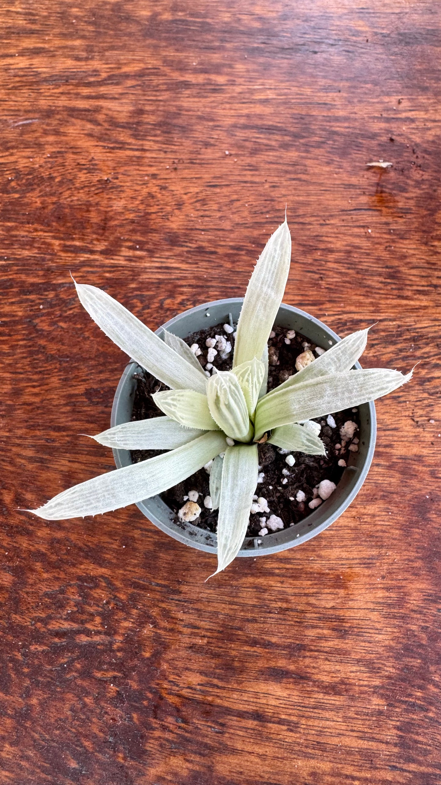 🌵 Haworthia cooperi filifera ‘Silver Swirl’