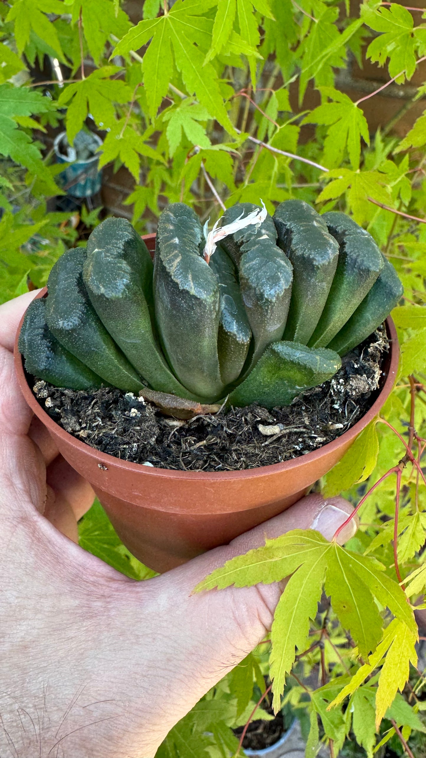 🌵 Haworthia truncata