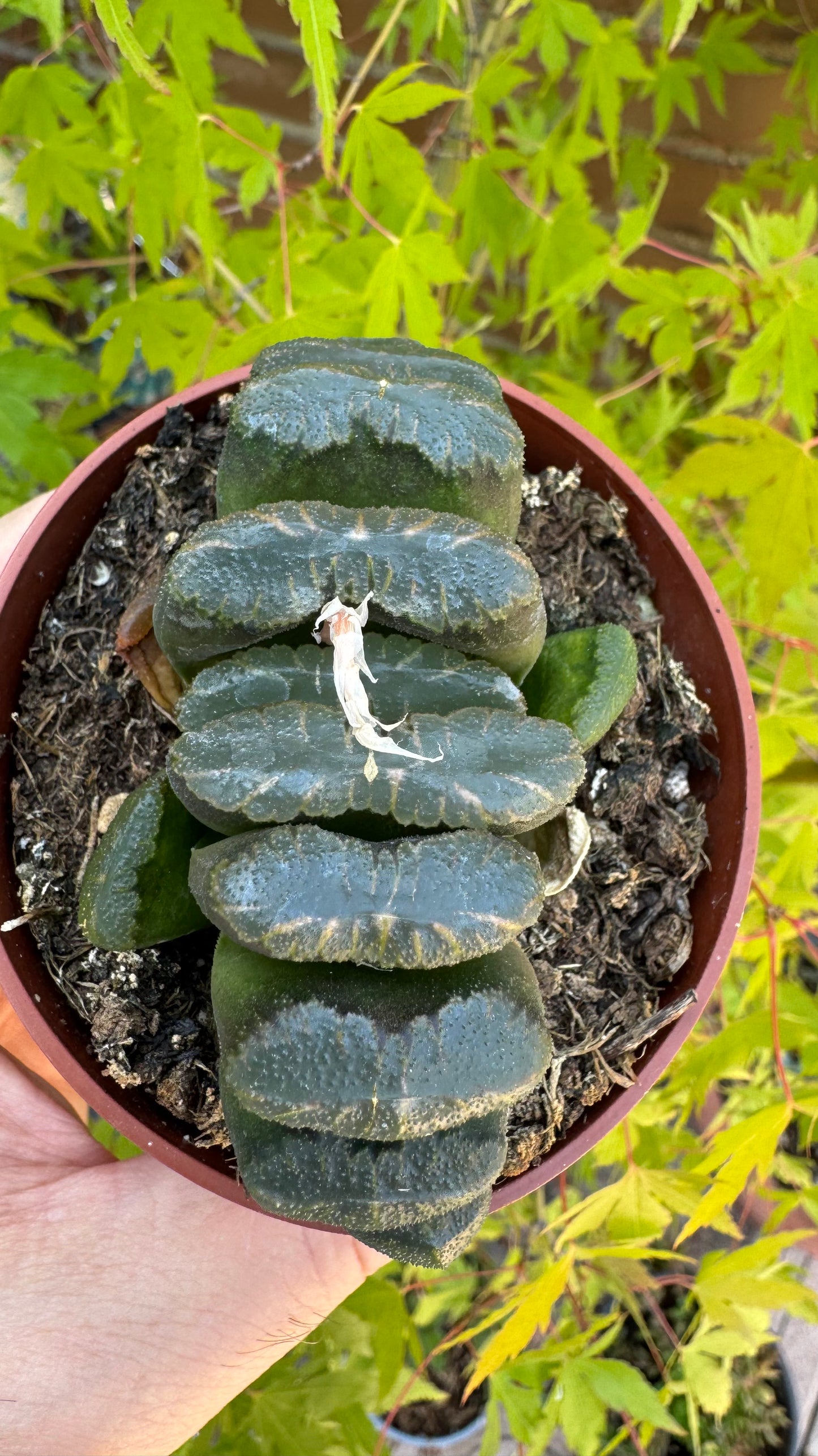🌵 Haworthia truncata