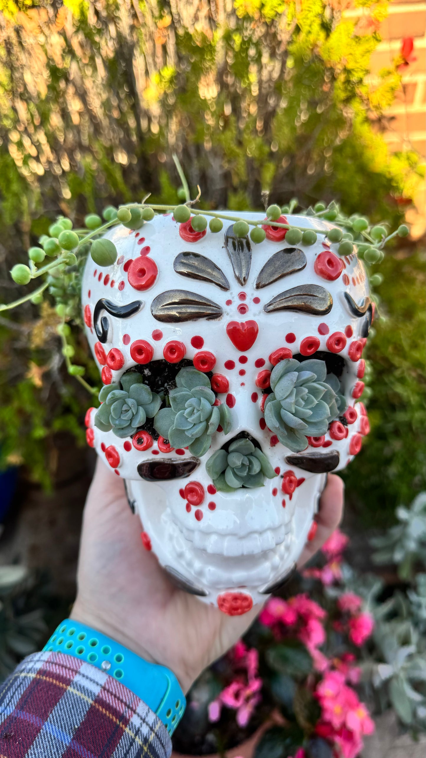 Senecio Rosario en Maceta Calavera Mexicana