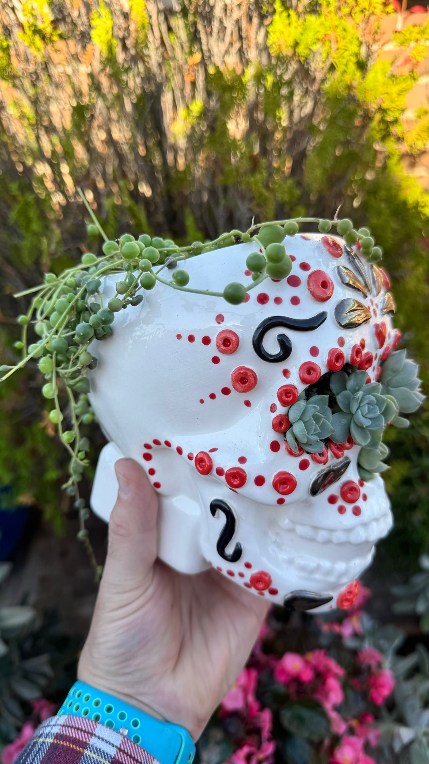 Senecio Rosario en Maceta Calavera Mexicana