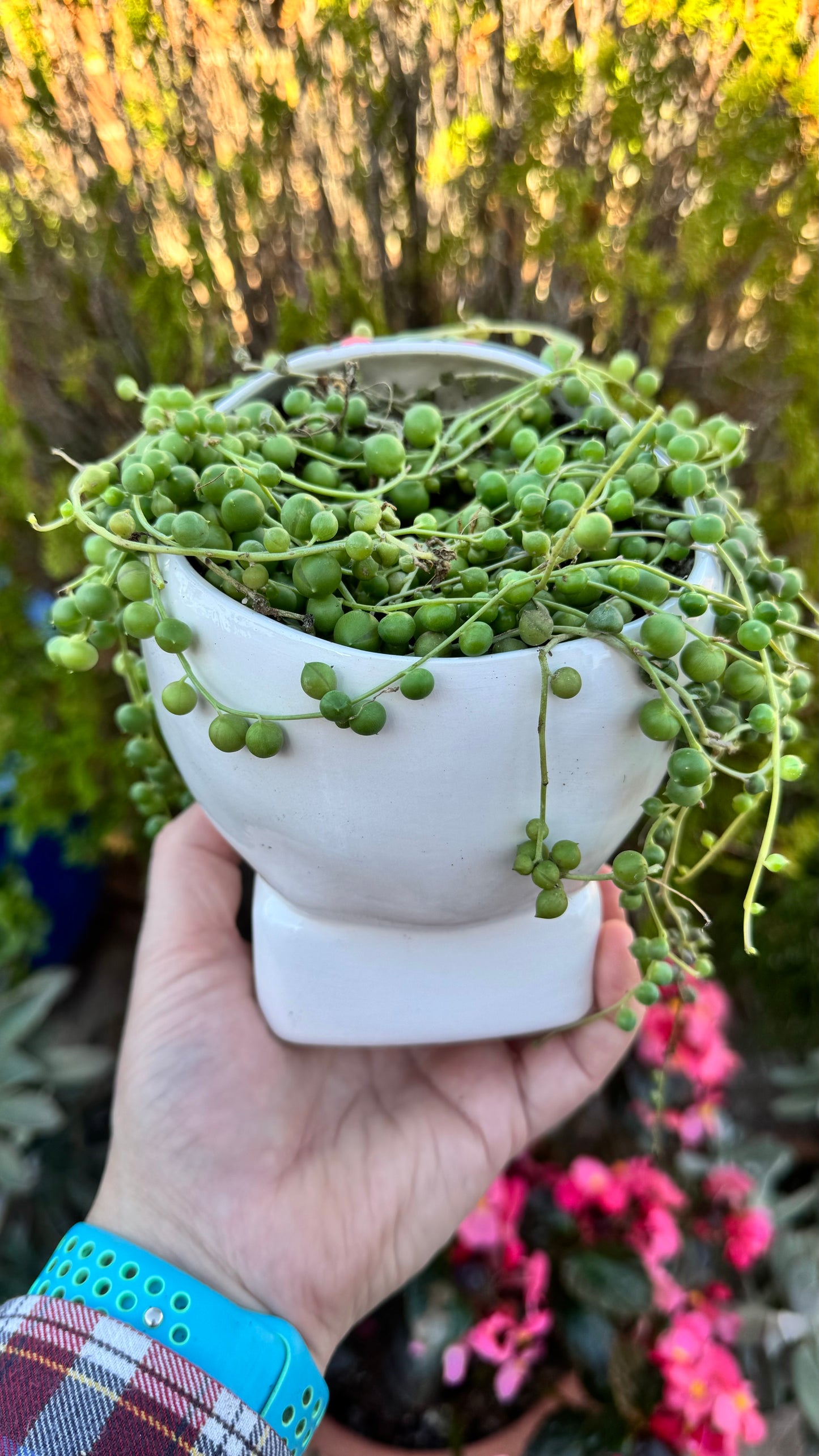 Senecio Rosario en Maceta Calavera Mexicana