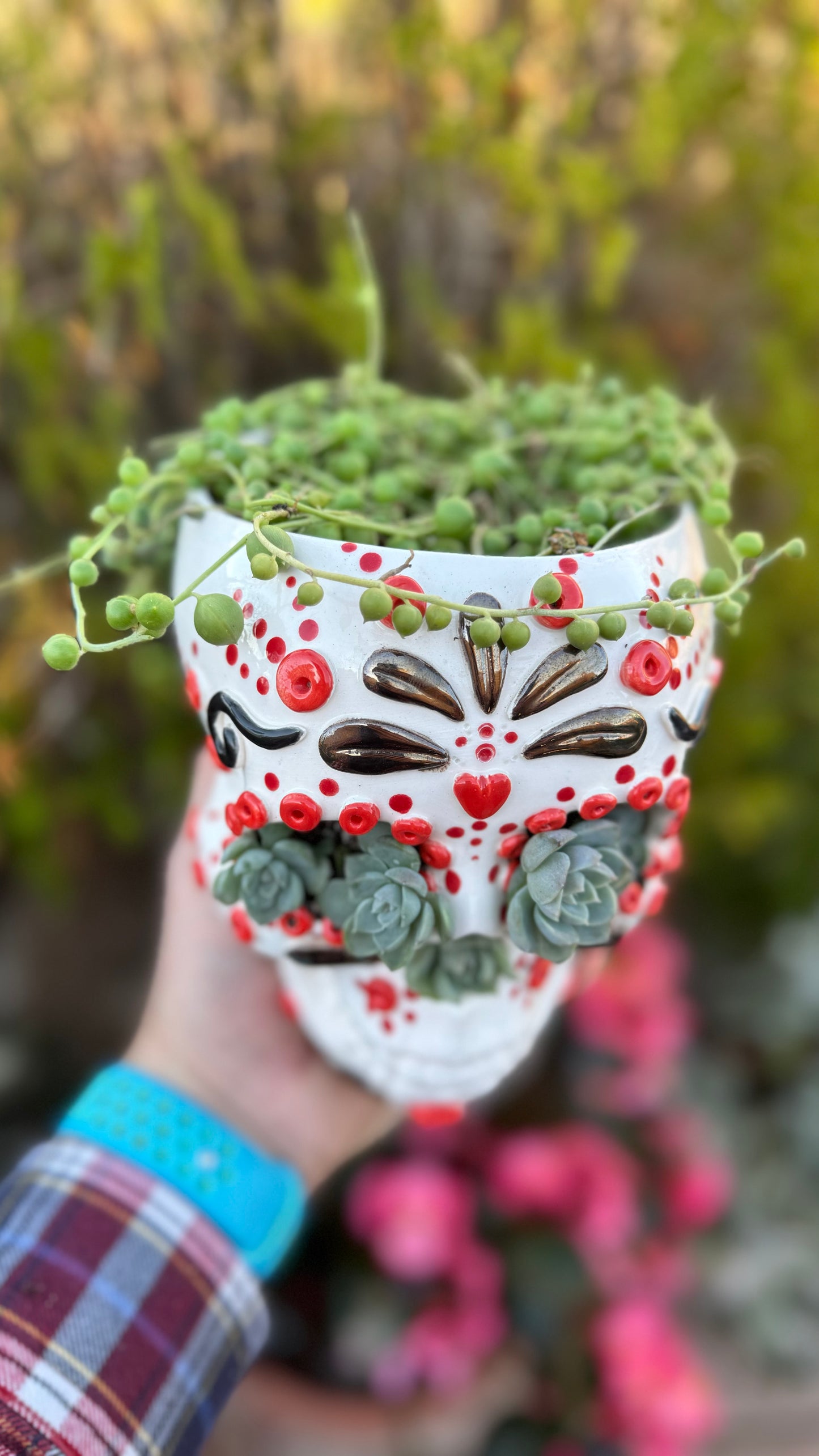 Senecio Rosario en Maceta Calavera Mexicana