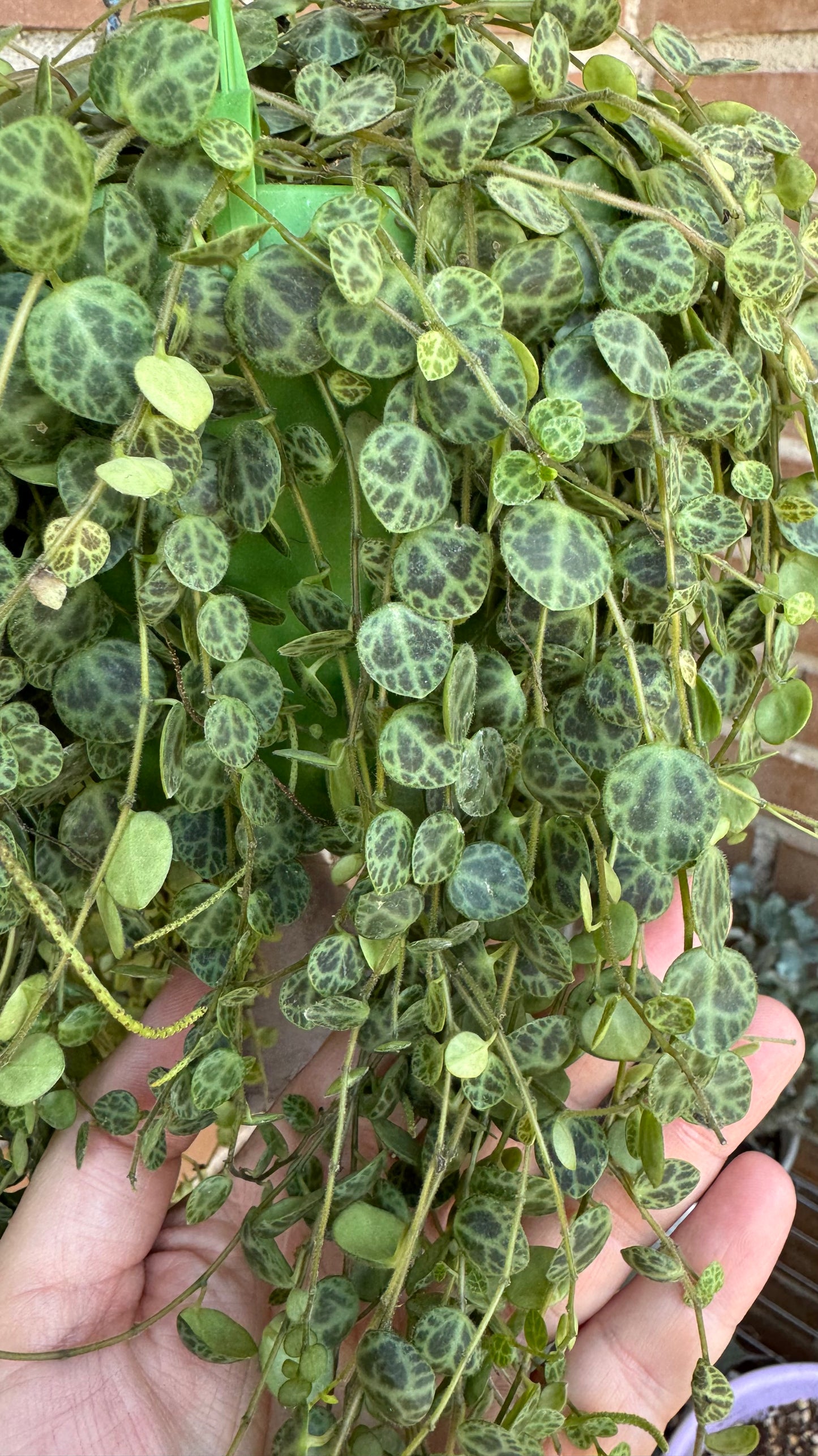 🌿 Peperomia prostrata (“Cadena de tortugas”)