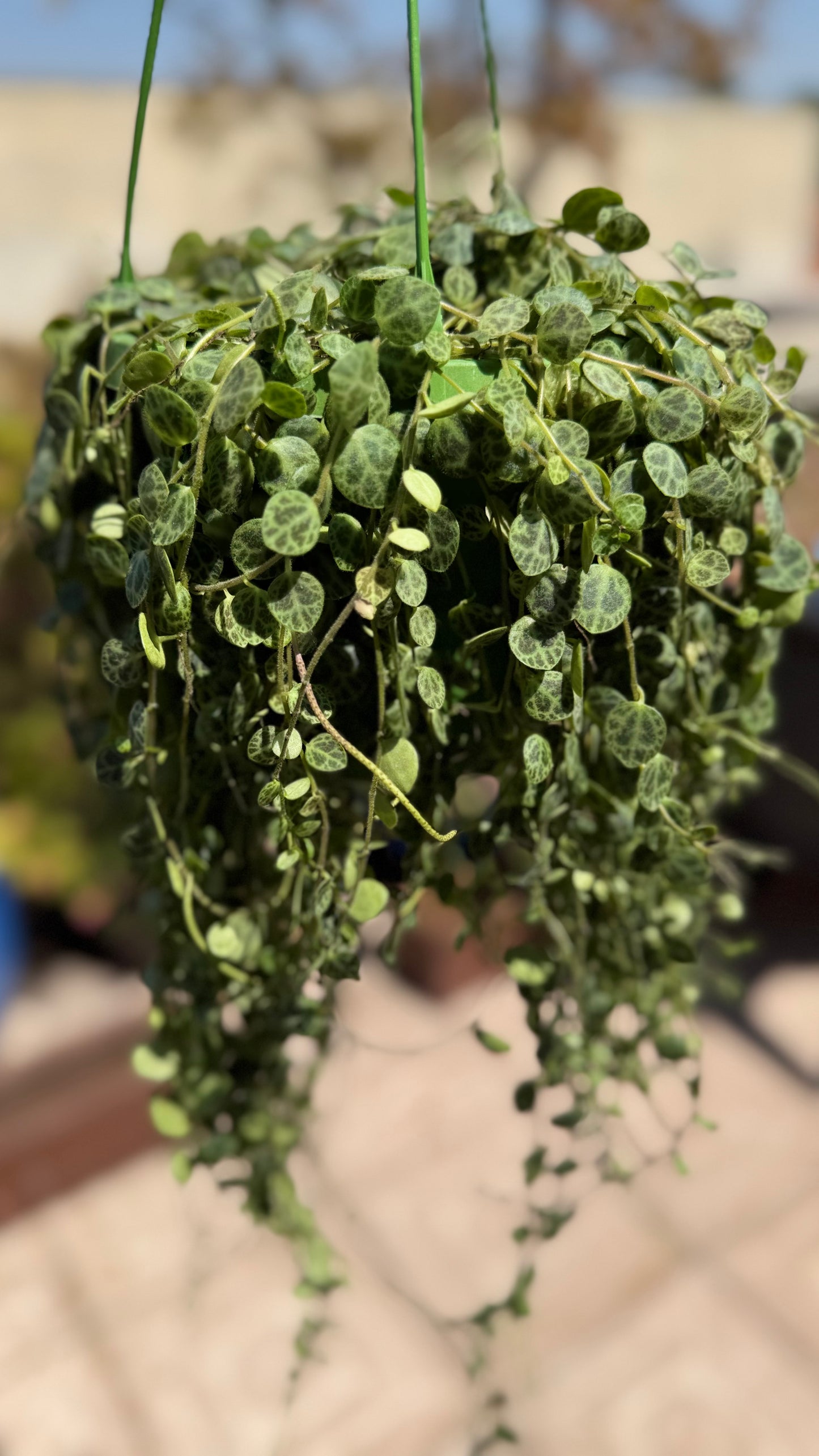 🌿 Peperomia prostrata (“Cadena de tortugas”)