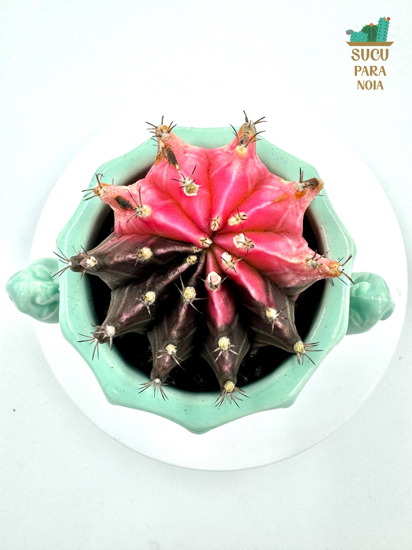 Cactus Gymnocalycium mihanovichii var. friedrichii