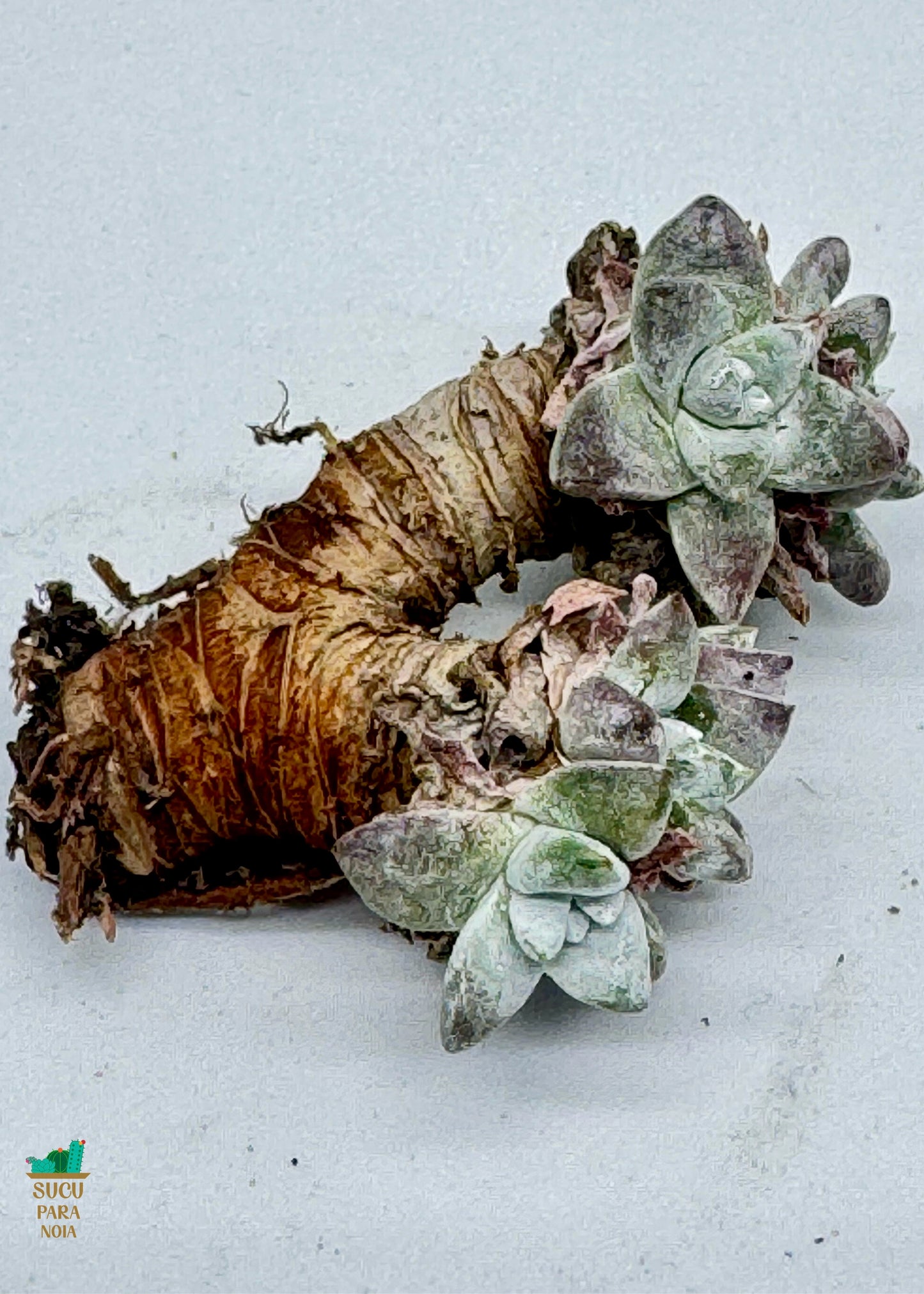Dudleya Gnoma