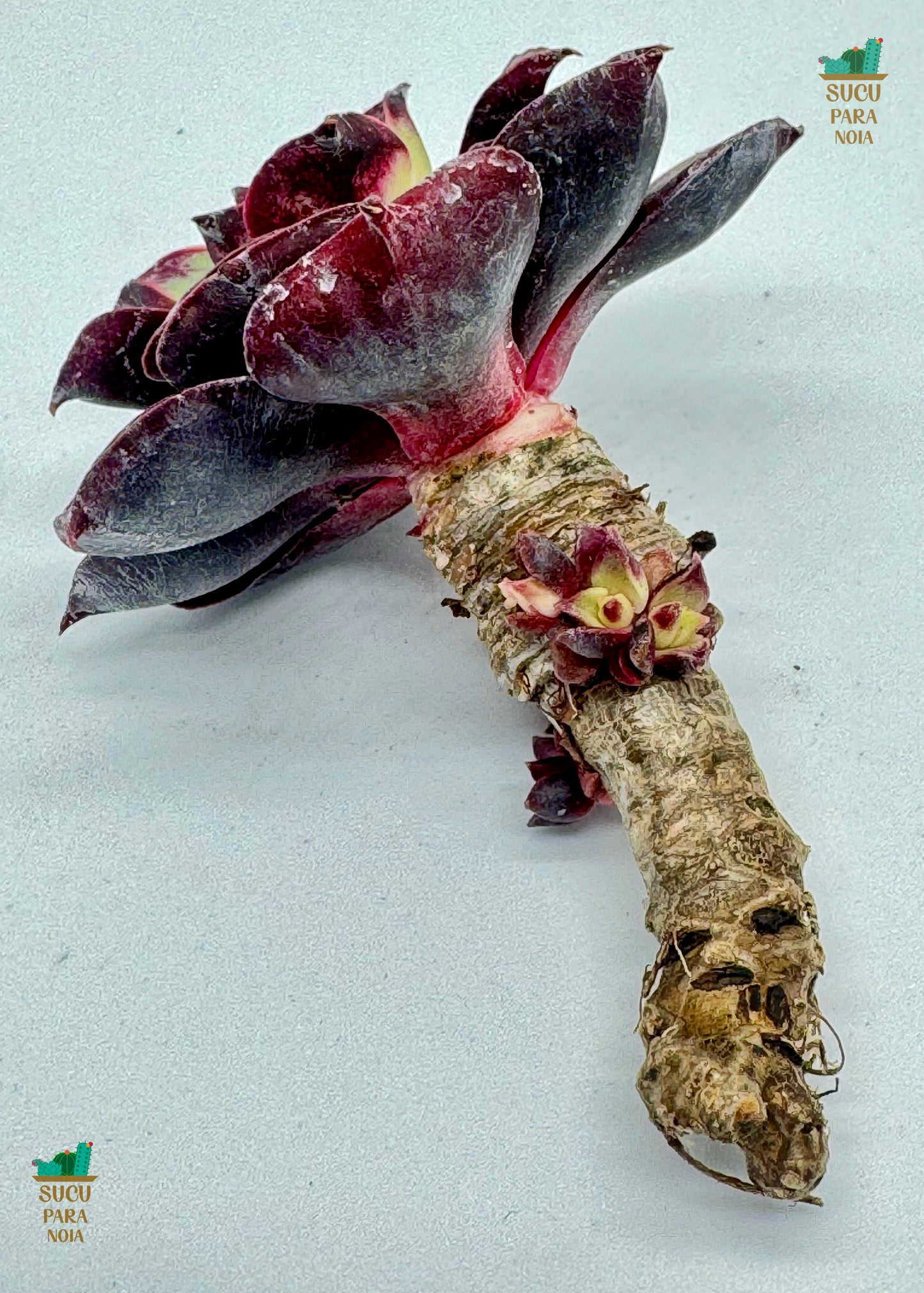 Echeveria Longissima