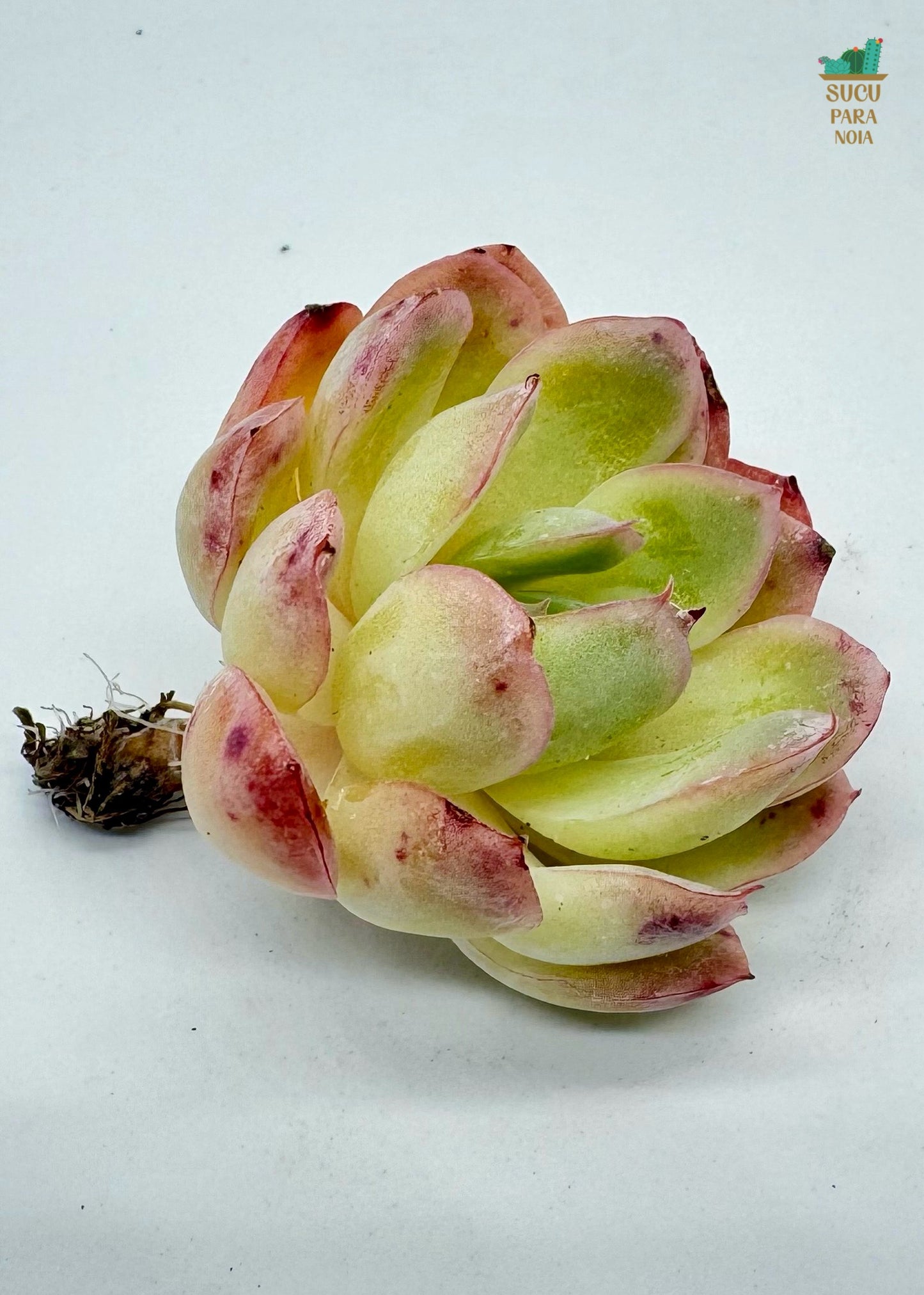 Echeveria Red border