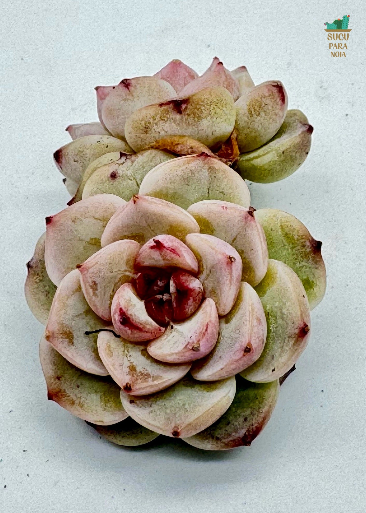 Echeveria Sugarheart Velvet Double Head