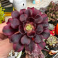 Aeonium Medusa