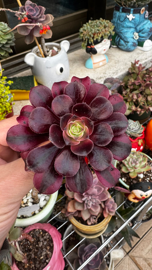Aeonium Medusa