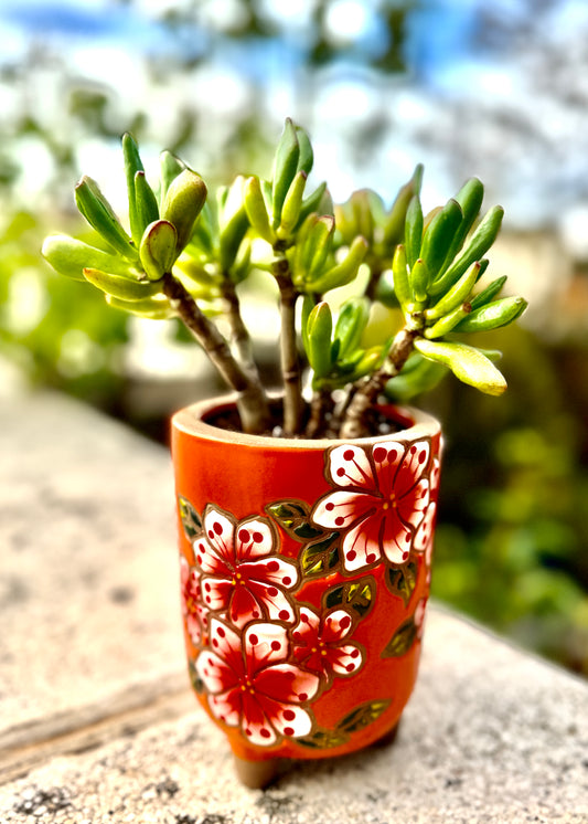 Crassula ovata (orejas de shreck)