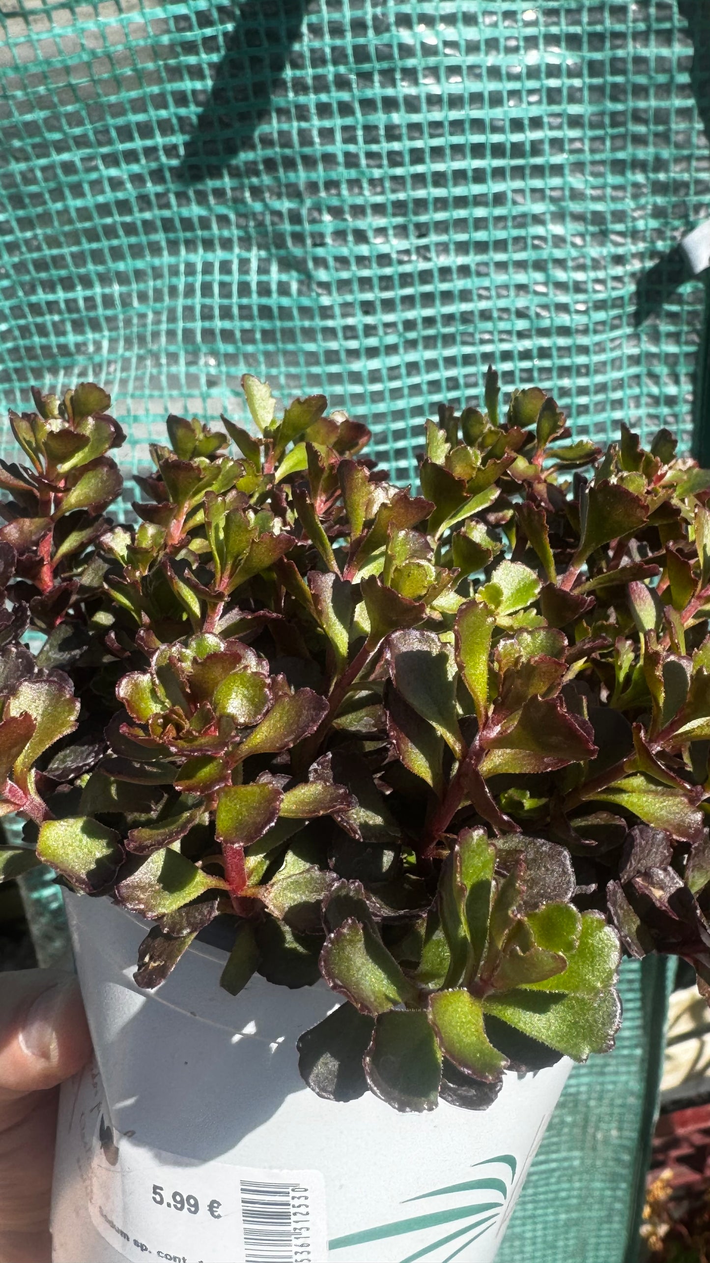 SEDUM DRAGON’S BLOOD