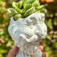 Cotyledon Tomentosa