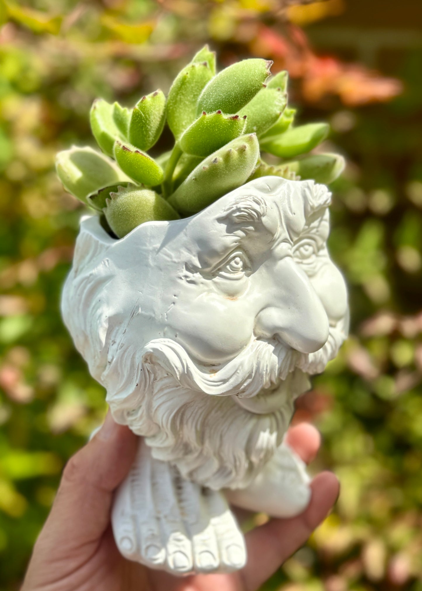 Cotyledon Tomentosa