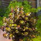 SEDUM DRAGON’S BLOOD