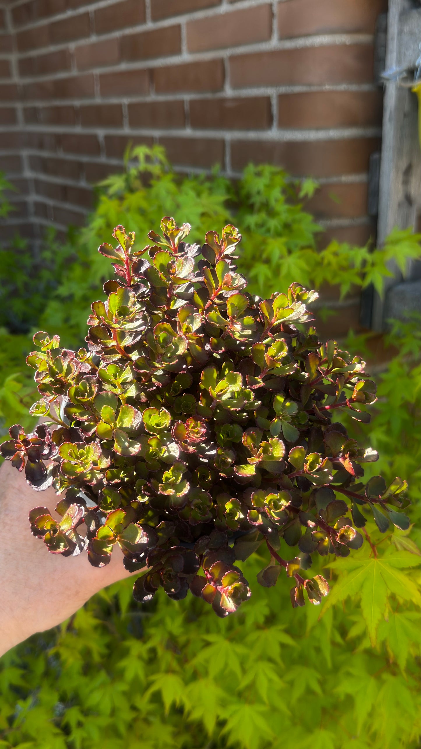 SEDUM DRAGON’S BLOOD
