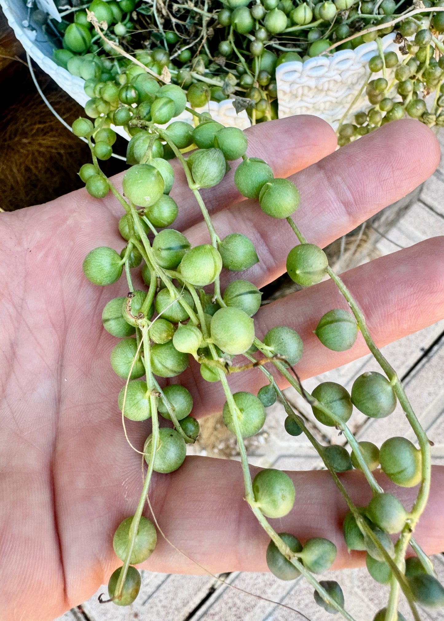 Senecio  Rowleyanus ó Rosario (esquejes)