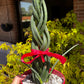 Sansevieria Cylindrica Trenzada