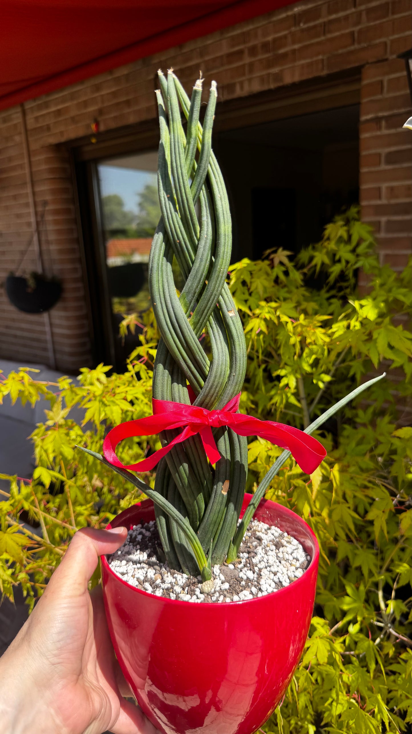 Sansevieria Cylindrica Trenzada