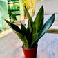 Sansevieria Masoniana             (Aleta de Ballena)