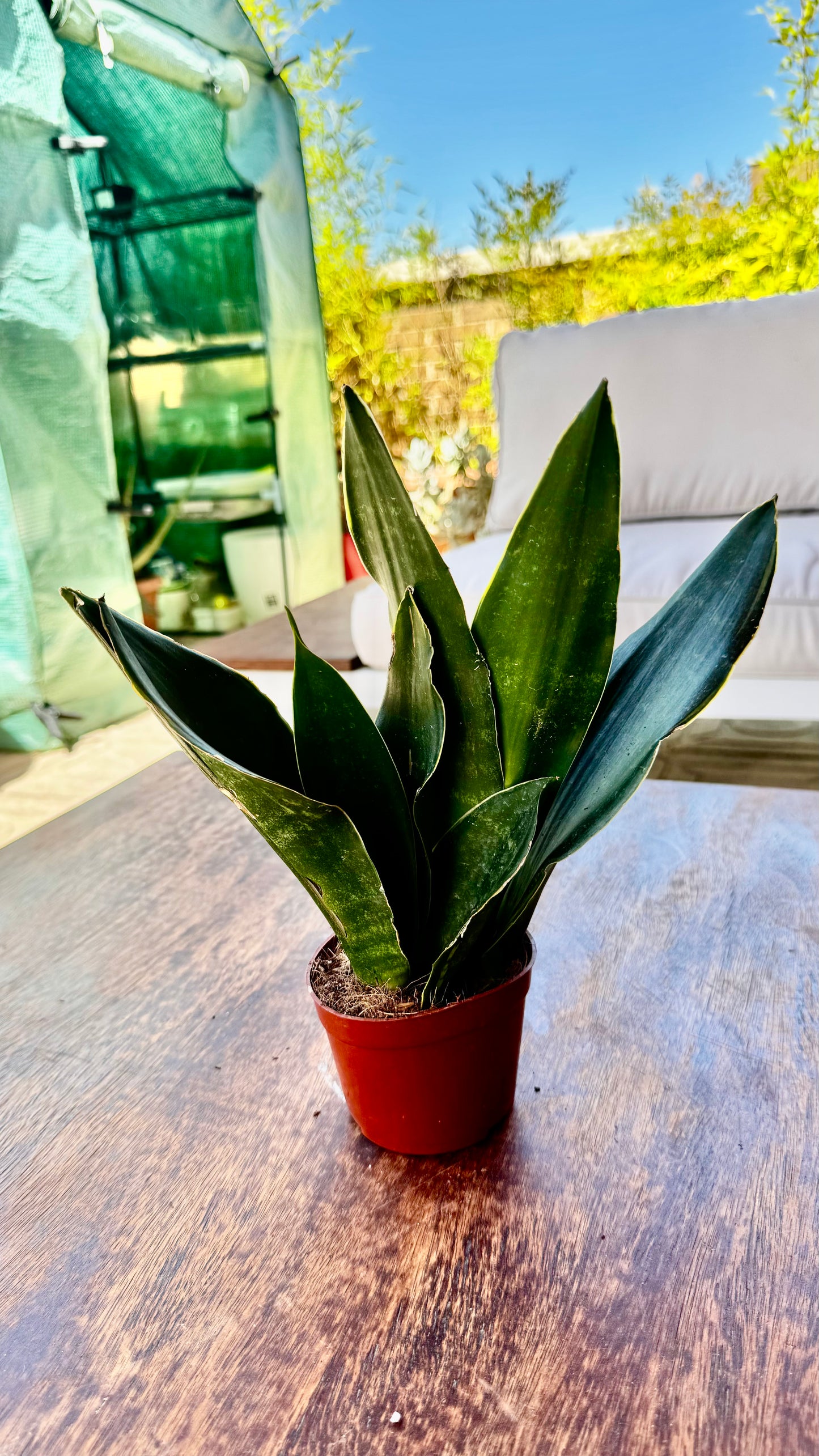 Sansevieria Masoniana             (Aleta de Ballena)