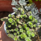 SEDUM SP. 🌿🌹