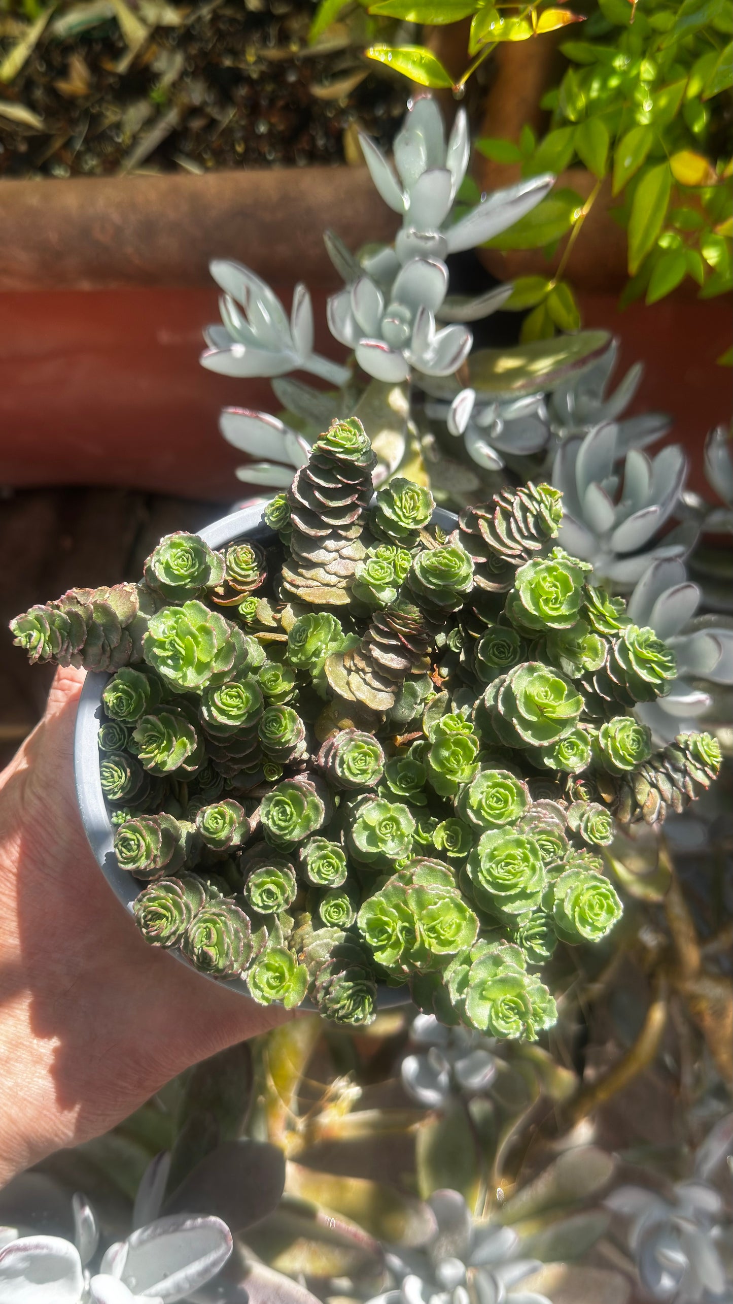SEDUM SP. 🌿🌹