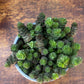 SEDUM SP. 🌿🌹