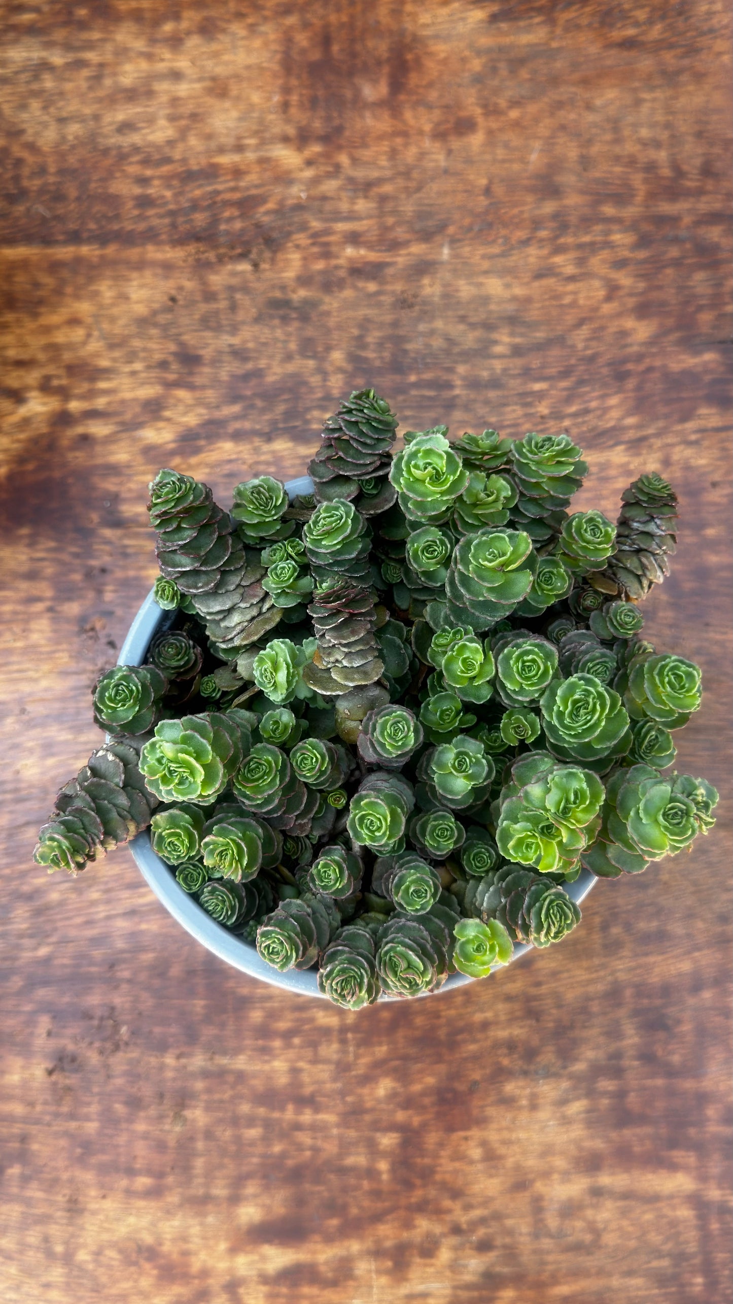 SEDUM SP. 🌿🌹