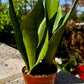 Sansevieria kirkii ‘Silver Blue’