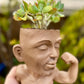 Crassula arborescens