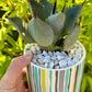 Agave Parryi