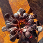 Aeonium Zwartkop