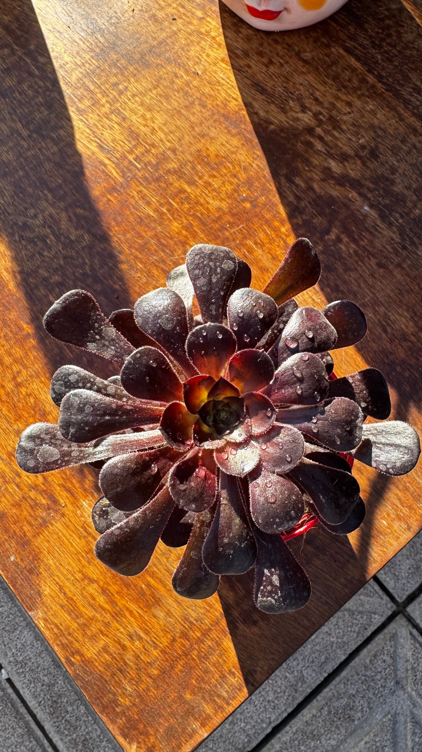 Aeonium Zwartkop